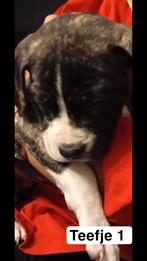 puppies x Scott American Bulldog/ pitbull terrier, Dieren en Toebehoren, Overige rassen, 8 tot 15 weken, Meerdere dieren, Eén hond