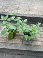 🌿 Biologische watermunt biologische water munt, Ophalen, Volle zon, Vaste plant, Zomer