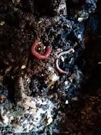 Compost wormen voor wormen Hotel of bakken, Ophalen of Verzenden