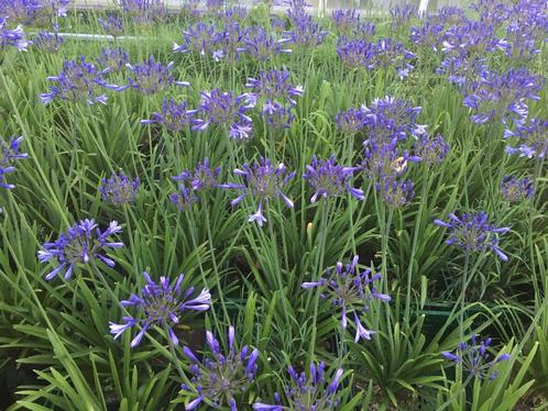 Diverse soorten Agapanthus en Allium, Tuin en Terras, Planten | Tuinplanten, Vaste plant, Overige soorten, Halfschaduw, Lente