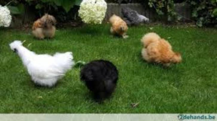 Zijdehoen kippen., Dieren en Toebehoren, Pluimvee, Kip, Vrouwelijk