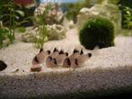 Jonge corydoras panda's €3.75 per stuk & 8 voor €28, Dieren en Toebehoren, Vis, Zoetwatervis, Schoolvis
