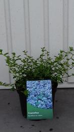 Ceanothus repens (Amerikaanse sering), Zomer, Vaste plant, Overige soorten, Ophalen