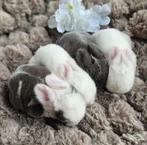 Mooie lieve minilop babykonijntjes, Dieren en Toebehoren, Meerdere dieren, Dwerg, Hangoor, 0 tot 2 jaar