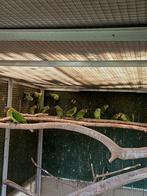 Pruimkopparkiet maart 2025, Dieren en Toebehoren, Geslacht onbekend, Parkiet, Geringd