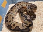 Clown kweekkoppel ball python regius, Dieren en Toebehoren, Reptielen en Amfibieën, Slang, Tam, 3 tot 6 jaar
