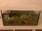 Goudvissen met Aquarium en filter, Ophalen of Verzenden, Zo goed als nieuw, Gevuld zoetwateraquarium