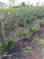 Prunus laurocerasus otto luyken, laurier tot 40 cm, Ophalen of Verzenden, Laurier, 100 tot 250 cm