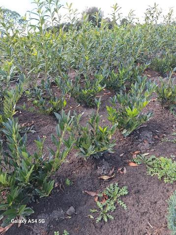 Prunus laurocerasus otto luyken, laurier tot 40 cm beschikbaar voor biedingen