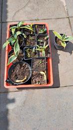 Agave stekjes, Ophalen of Verzenden, Overige soorten, Minder dan 100 cm