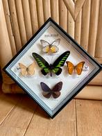 Grote lijst vintage taxidermie opgezette vlinders, Ophalen of Verzenden, Zo goed als nieuw