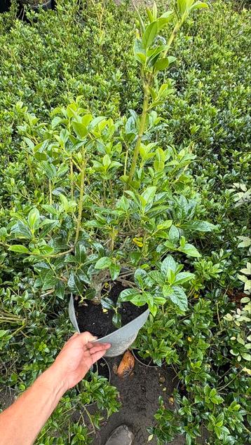 Ilex jc van tol hulst in pot beschikbaar voor biedingen