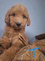 Labradoodle pups, Overige rassen, 8 tot 15 weken, Meerdere, Meerdere dieren
