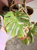 Monstera Thai constellation, Huis en Inrichting, Kamerplanten, Ophalen of Verzenden, Halfschaduw, Minder dan 100 cm