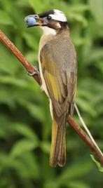 Koppel chinese buulbuul prachtige volière vogel, Meerdere dieren