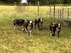 Bonte ram, bonte dekram, Dieren en Toebehoren, Mannelijk, Schaap