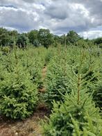 te koop Kerstbomen Picea Omorika  4000 stuks, Ophalen, Bloeit niet, Overige soorten