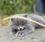 Britse langhaar kittens!🐱, Dieren en Toebehoren, Katten en Kittens | Raskatten | Langhaar, Meerdere dieren, Gechipt, 0 tot 2 jaar