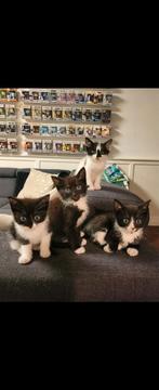 Nog 3 lieve kittens zoeken nieuw personeel!, Meerdere dieren, Kortharig, 0 tot 2 jaar