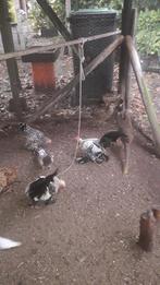 Pluimvee, Dieren en Toebehoren, Pluimvee, Mannelijk, Kip