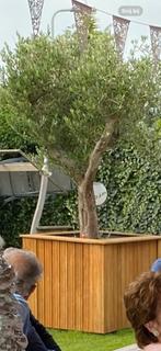 Enorm grote plantenbak hout olijfboom hout met plastic bak, Tuin en Terras, Bloembakken en Plantenbakken, Ophalen of Verzenden