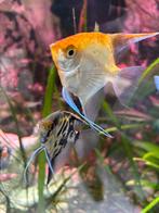 4 zeer gezonde maanvissen middel groot, Vis