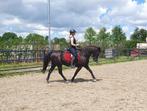 Super lieve ruin! Pre x Fries, Dieren en Toebehoren, Paarden, Ruin, Recreatiepaard