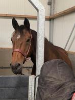 te koop leerpaard, Dieren en Toebehoren, Paarden, Merrie, ZZ, Springpaard, Gechipt