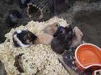 goudhamster te koop, Dieren en Toebehoren, Knaagdieren, September, Meerdere dieren, Hamster