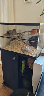 Terrarium gebrilarium + alle toebehoren, Ophalen, Zo goed als nieuw, Terrarium of Paludarium