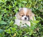 Pomeranian pomeriaan dwergkeesje reutje s, Dieren en Toebehoren, Overige rassen, CDV (hondenziekte), 8 tot 15 weken, Meerdere