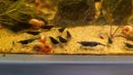 Bleu Dream garnalen, Dieren en Toebehoren, Vissen | Aquariumvissen, Kreeft, Krab of Garnaal