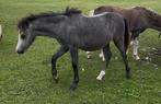 Twee schimmel welsh hengstveulen met afstamming, Dieren en Toebehoren, Gechipt, Niet van toepassing, 0 tot 2 jaar, Hengst