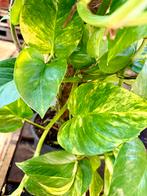 Epipremnum (Gouden Pothos) op mosstok, Huis en Inrichting, Kamerplanten, Ophalen of Verzenden