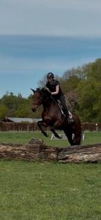 Betrouwbare leaser/bijrijder!, Dieren en Toebehoren, Ophalen of Verzenden