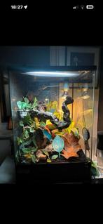 Gekko plus terarium, Dieren en Toebehoren, Reptielen en Amfibieën | Toebehoren, Ophalen of Verzenden, Zo goed als nieuw