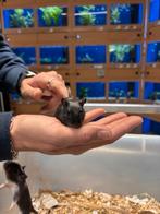 Te koop super lieve jonge vrouwtjes gerbils, November, Vrouwelijk, Overige typen