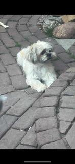 Shih tzu tricolor dekking, Rabiës (hondsdolheid), Reu, Eén hond, 3 tot 5 jaar