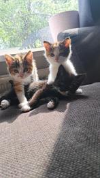 Kittens  per direct mogen ze weg, Dieren en Toebehoren, Poes, 0 tot 2 jaar