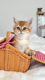 Scottish golden kitten, Dieren en Toebehoren, Katten en Kittens | Raskatten | Korthaar, Kater, Gechipt, 0 tot 2 jaar