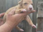 Amerikaanse pitbull Terrier, Parvo, Overige rassen, 8 tot 15 weken, Meerdere