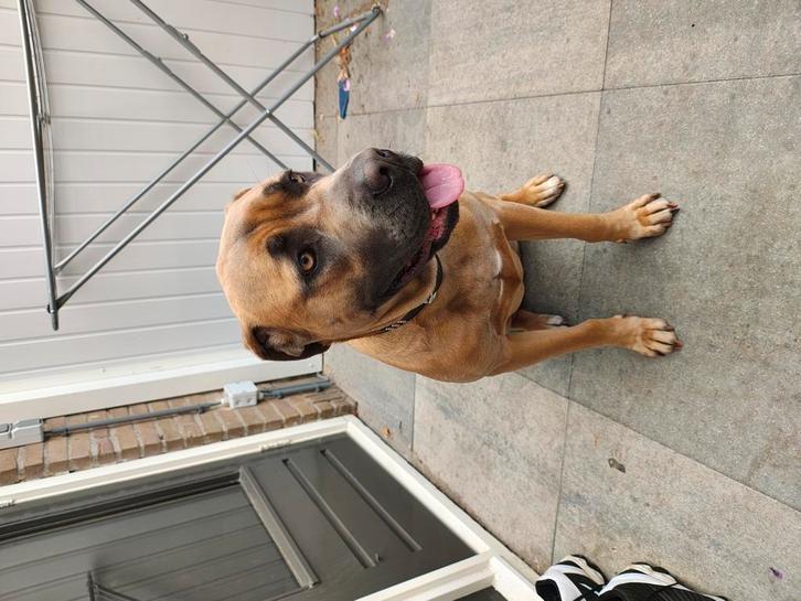 Kruising Rottweiler / Cane Corso x Boerboel, Dieren en Toebehoren, Honden | Dekreuen, Teef, Particulier, Eén hond, Nederland, 1 tot 2 jaar