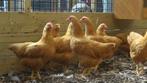 Plymouth rock kriel kippen | Jong volwassen | Passend advies, Vrouwelijk, Kip