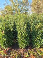 Ilex crenata - Japanse hulst - Buxusvervanger, Tuin en Terras, Planten | Struiken en Hagen, Ophalen, Hulst, Haag, Minder dan 100 cm