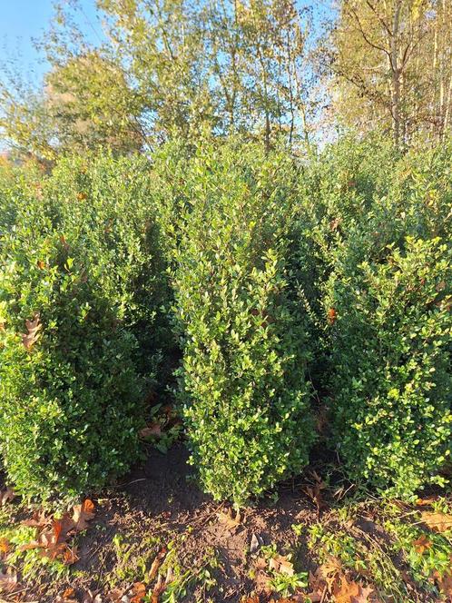 Ilex crenata - Japanse hulst - Buxusvervanger, Tuin en Terras, Planten | Struiken en Hagen, Haag, Hulst, Minder dan 100 cm, Ophalen