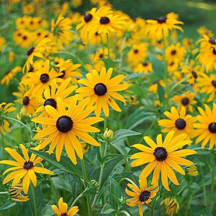Bio zaadjes Rudbeckia Fulgida Goldsturm, Tuin en Terras, Bloembollen en Zaden, Zaad, Volle zon, Ophalen of Verzenden