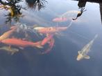 Volwassenen Kois tot 80 cm, Dieren en Toebehoren, Vissen | Vijvervissen, Karper of Koi