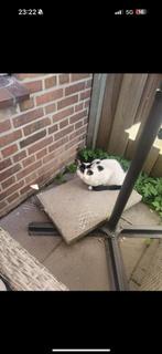SINASAPPELSTRAAT DEN HAAG VERMIST, Kat