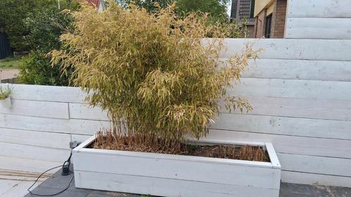 Bamboe in witte bak op wielen, Tuin en Terras, Planten | Tuinplanten, Overige soorten, Halfschaduw, Bloeit niet, Ophalen