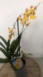 Orchidee, Ophalen of Verzenden, Halfschaduw, Minder dan 100 cm